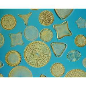 National Geographic, Microscopic view of Diatom Algae, 16 x 20 Poster 