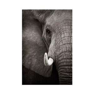  Andy Biggs   Elephant Portrait Giclee