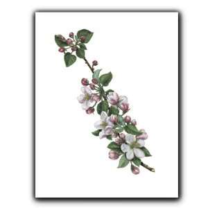  Apple Blossoms   Gift Enclosure Cards (set of 12)