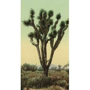 Vintage Travel Poster   Yucca cactus at Hesperia California 24 X 13.5