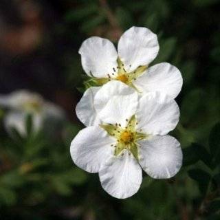 White Happy Face Bush Cinquefoil   Potentilla   Pure White   Proven 