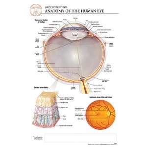  Post It Anatomy Human Eye Chart