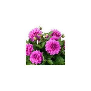  Dahlia Dahlinova Hypnotica® Lavender Patio, Lawn 