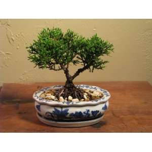   Bonsai in an Oval Decorative Pot with Matching Tray By Abonsaiforyou