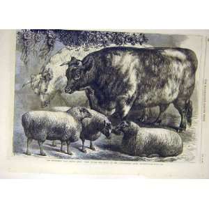    1868 Smithfield Animal Cattle Sheep Prize Islington