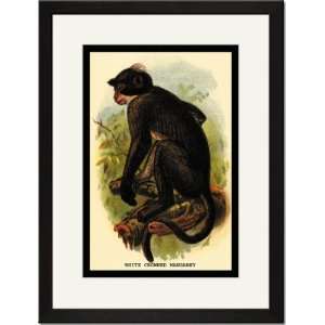   Framed/Matted Print 17x23, White Crowned Mangabey