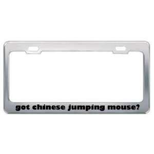 Got Chinese Jumping Mouse? Animals Pets Metal License Plate Frame 