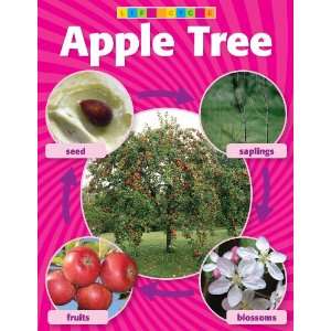   Apple Tree Life Cycle Photo Chart Teachers Friend