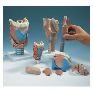 Larynx Model  Industrial & Scientific