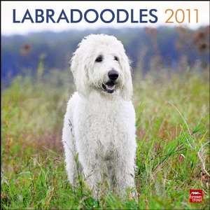  Labradoodles 2011 Wall Calendar 12 X 12