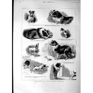  1889 Dog Training Terrier Collie Rock Bimbo Animals