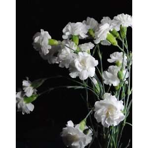 White Carnation Bouquet Flower Photograph  Grocery 