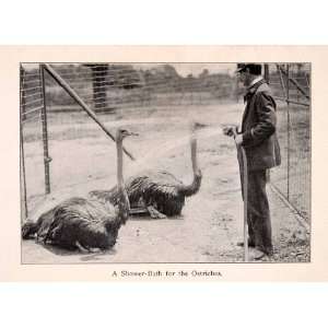  1910 Halftone Print Central Park Zoo New York Ostrich 