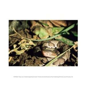  Close Up of Coiled Copperhead Snake 10.00 x 8.00 Poster 
