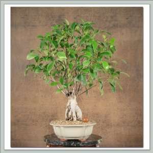 Ficus Bonsai Tree (Ginseng) VIII Grocery & Gourmet Food