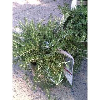 Rosemary Plant   4 pot   Great Gift for Indoors or Out