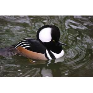  Hooded Merganser Taxidermy Photo Reference CD Sports 