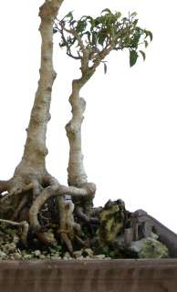 Old Bonsai Tree Benjamin Ficus 31 Tall Aerial Roots  