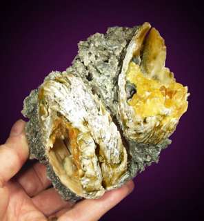 Amazing crystal filled fossil clams