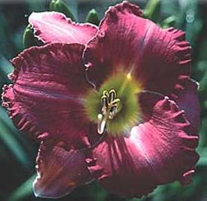 BLUEBERRY FROST   DF   B2E   Stamile 1997   DAYLILY  