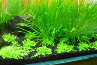 BLACK BEAUTY FISH PLANT TANK Aquarium SAND GRAVEL SNAKE 24LB  