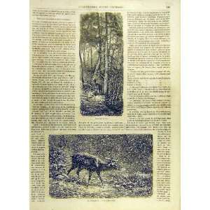  Deer Animal Forest Spring Winter Stag French Print