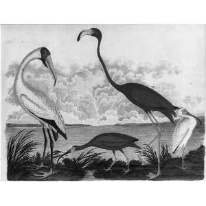  Wood Ibis,Scarlet Ibis,Flamingo,White Ibis,A Wilson