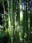 Box of 10 Giant timber bamboo plant Phyllostachys atrovaginata hardy 