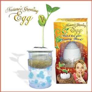   Magic Egg   Grow the message of Get Well Soon Patio, Lawn & Garden