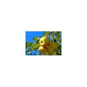  Yellow Delicious Apple Tree Patio, Lawn & Garden