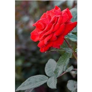  Red Rose
