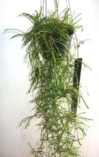 Hoya retusa Exact Plant 1 Pot  
