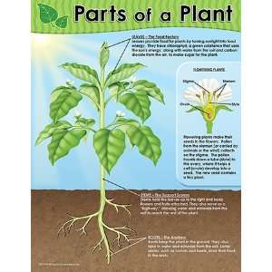  Parts Of A Plant Chart