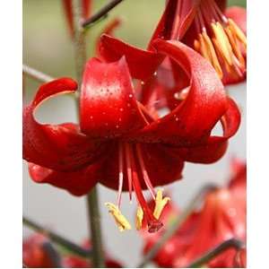  Lily   Tiger   Red Flavour Patio, Lawn & Garden