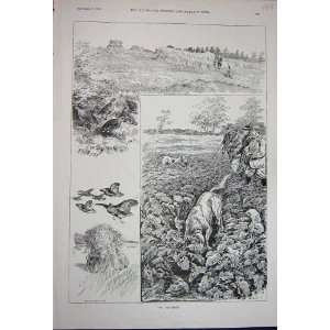    1891 Partridge Hunting Shooting Birds Sport Country