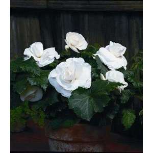  Begonia Roseform White 1.25 400 pack Patio, Lawn 