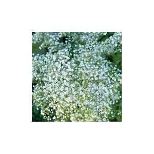  Babys Breath Patio, Lawn & Garden