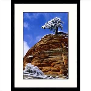 Dwarf Pine with Snow, Red Rock Framed Photograph   Russell 
