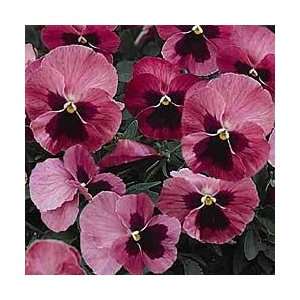  Skyline Pink Shades Pansy