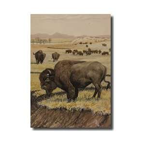  Grazing American Bison Giclee Print