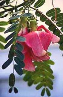 Hummingbird Tree (Sesbania grandiflora)   Seeds  