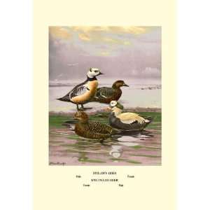   Stellars and Spectacled Eiders 28x42 Giclee on Canvas