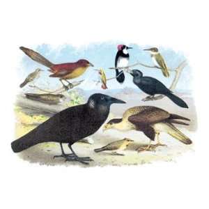  Caracara Eagle, Crow, and Kingfisher 20x30 poster