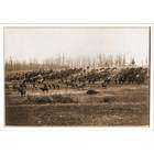 Library Images Civil War Photo (XL) Horse artillery on parade grounds 