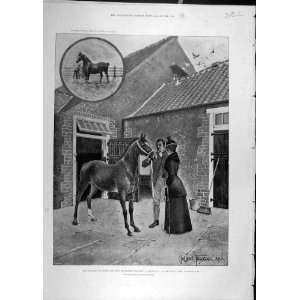  1894 Princess Wales Yearling Alexandra Sandringham Stud 