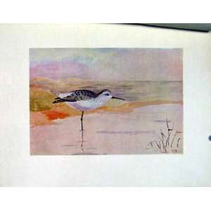  Color Birds C1924 Old Print Marsh Sandpiper Fine Art