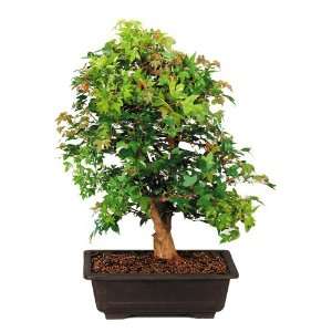  Brussels Trident Maple Outdoor Bonsai Tree Patio, Lawn 
