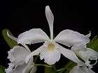 Laelia purpurata flamea x semi alba orchid species SIB  
