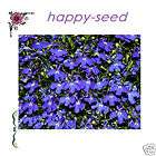 Lobelia erinus purple Flower 180 Fresh Seeds *DIY Garden