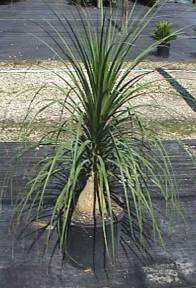 PONYTAIL PALM~ TOUGH SUCCULENT CAUDEX STARTER PLANT  